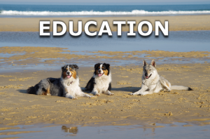 Bouton education