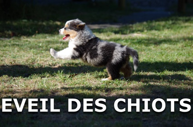 Bouton eveil des chiots