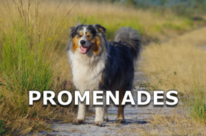 Bouton promenade