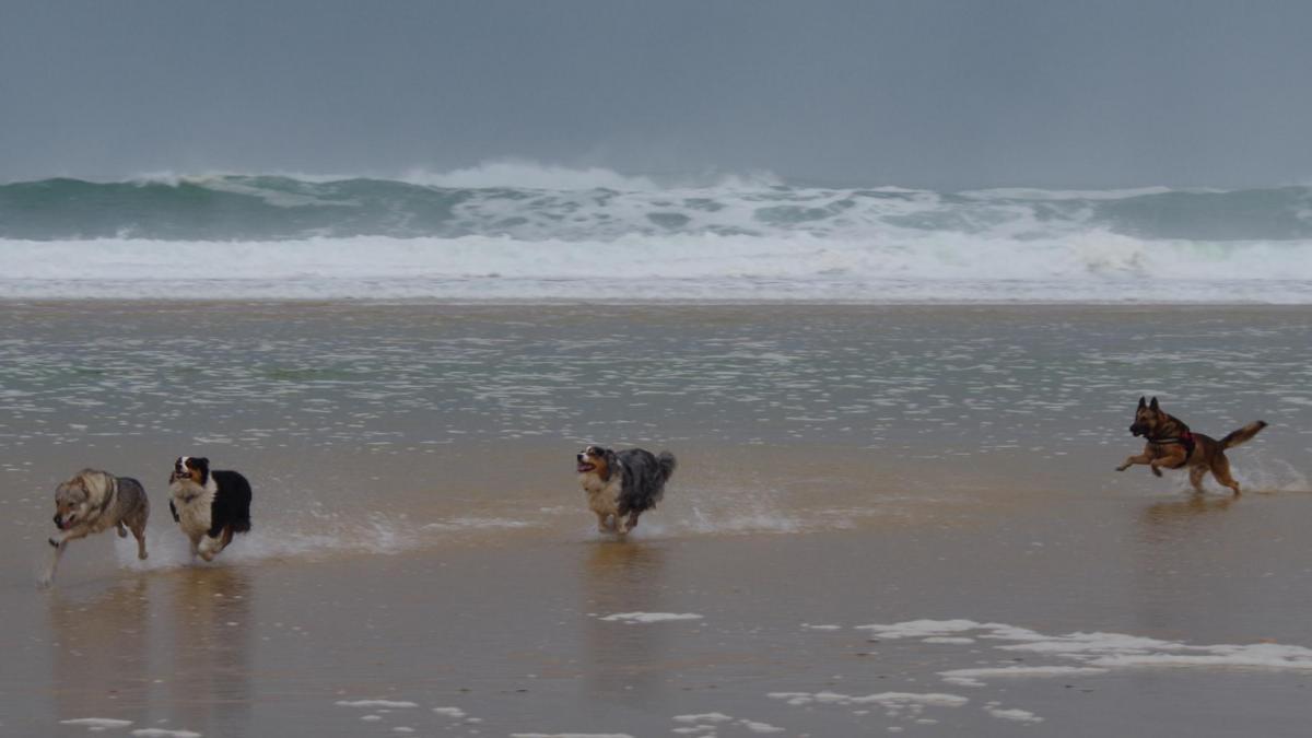 Chiens plage