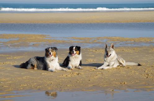 Ixia icko zelda copie